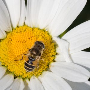 Bee (1)