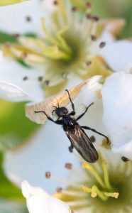 Black soldier fly. Early May