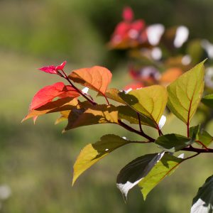 Coloured foliage