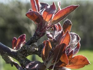 Coppery crab apple leaves 180418