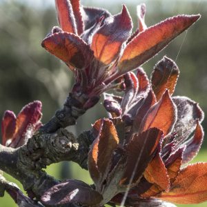 Coppery crab apple leaves 180418