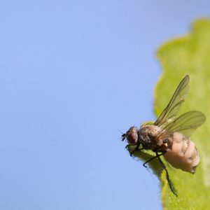 Fly on Mulberry tree