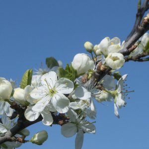 Gage blossom 180418