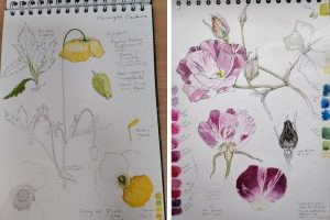 Ruth Wharrier sketchbooks